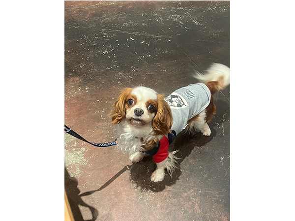 卒業犬のほたるちゃんとシェイクちゃん♪